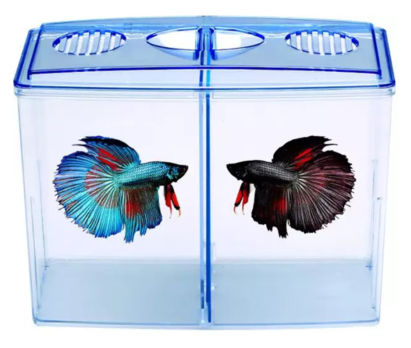 Lee's Aquarium BettaHex Fish Tank, Small – Petsense